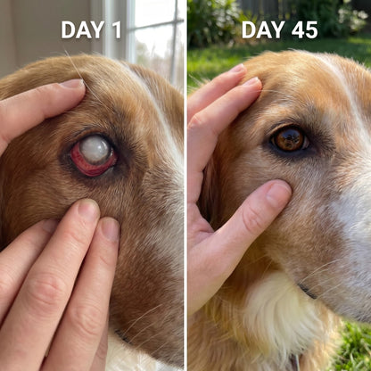 Pet Vision Eye Drops